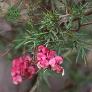 Grevillea lanigera at Yackandandah, VIC - 2 Oct 2022