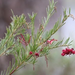 Grevillea lanigera at Yackandandah, VIC - 2 Oct 2022