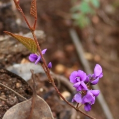 Hardenbergia violacea (False Sarsaparilla) at Yackandandah, VIC - 2 Oct 2022 by KylieWaldon