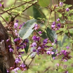 Hardenbergia violacea at Yackandandah, VIC - 2 Oct 2022