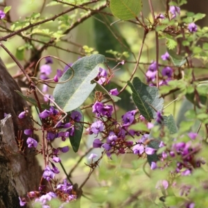 Hardenbergia violacea at Yackandandah, VIC - 2 Oct 2022