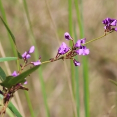 Hardenbergia violacea at Yackandandah, VIC - 2 Oct 2022