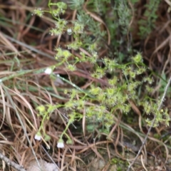 Unidentified Other Wildflower or Herb at Yackandandah, VIC - 1 Oct 2022 by KylieWaldon