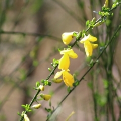 Unidentified Other Shrub at Yackandandah, VIC - 1 Oct 2022 by KylieWaldon