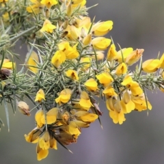 Ulex europaeus (Gorse) at Yackandandah, VIC - 2 Oct 2022 by KylieWaldon