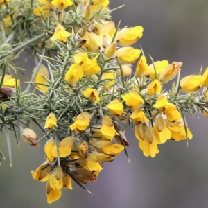 Ulex europaeus at Yackandandah, VIC - 2 Oct 2022 09:53 AM