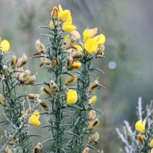 Ulex europaeus at Yackandandah, VIC - 2 Oct 2022