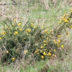 Ulex europaeus at Yackandandah, VIC - 2 Oct 2022 09:53 AM