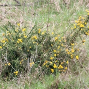 Ulex europaeus at Yackandandah, VIC - 2 Oct 2022