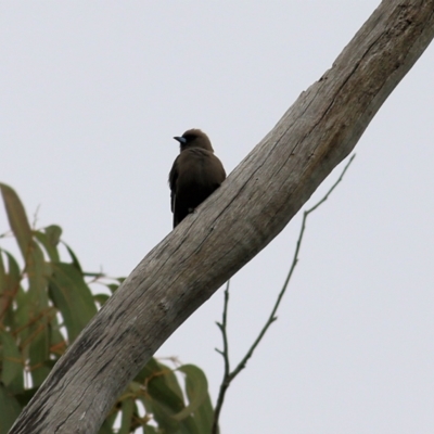 Artamus cyanopterus (Dusky Woodswallow) at Yackandandah, VIC - 1 Oct 2022 by KylieWaldon