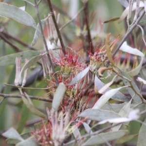 Amyema quandang var. quandang at Yackandandah, VIC - 2 Oct 2022