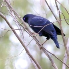 Ptilonorhynchus violaceus (Satin Bowerbird) at Yackandandah, VIC - 1 Oct 2022 by KylieWaldon