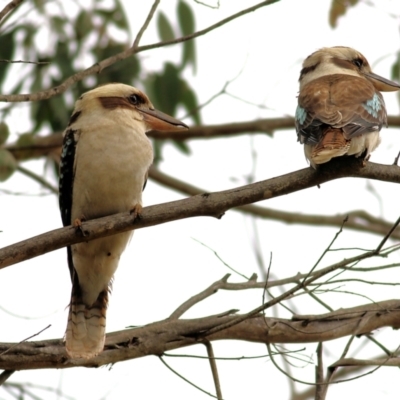 Dacelo novaeguineae (Laughing Kookaburra) at Yackandandah, VIC - 2 Oct 2022 by KylieWaldon