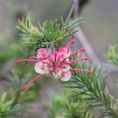 Grevillea lanigera (Woolly Grevillea) at Yackandandah, VIC - 2 Oct 2022 by KylieWaldon