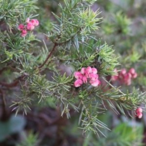 Grevillea lanigera at Yackandandah, VIC - 2 Oct 2022