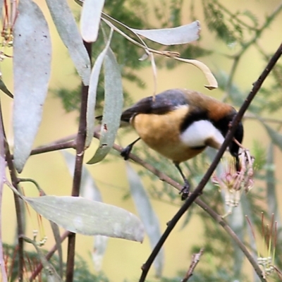 Acanthorhynchus tenuirostris (Eastern Spinebill) at Yackandandah, VIC - 2 Oct 2022 by KylieWaldon