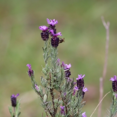 Lavandula stoechas (Spanish Lavender or Topped Lavender) at Yackandandah, VIC - 2 Oct 2022 by KylieWaldon