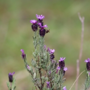 Lavandula stoechas at Yackandandah, VIC - 2 Oct 2022