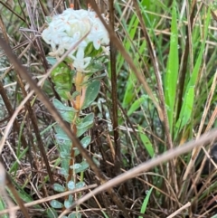 Pimelea sp. (Rice Flower) at Suttons Dam - 26 Sep 2022 by KL