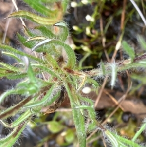 Leptorhynchos squamatus subsp. squamatus at Fentons Creek, VIC - suppressed