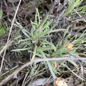 Leucochrysum albicans subsp. tricolor at Sutton, NSW - 2 Oct 2022