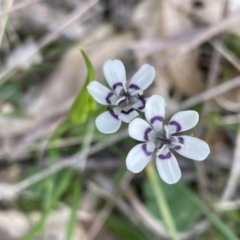 Wurmbea dioica subsp. dioica (Early Nancy) at Sutton, NSW - 2 Oct 2022 by JVR