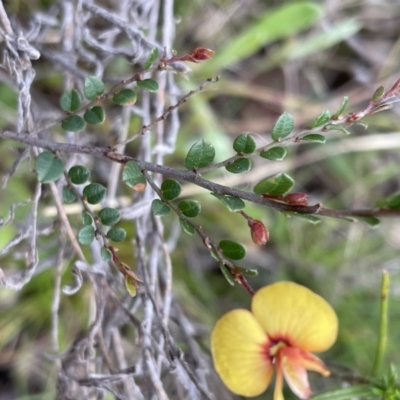 Bossiaea buxifolia (Matted Bossiaea) at Sutton, NSW - 2 Oct 2022 by JVR