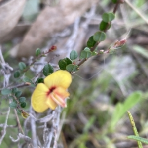 Bossiaea buxifolia at Sutton, NSW - 2 Oct 2022