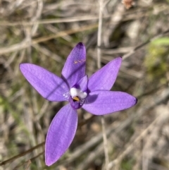 Glossodia major (Wax Lip Orchid) at Sutton, NSW - 2 Oct 2022 by JVR