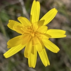 Microseris walteri (Yam Daisy, Murnong) at Sutton, NSW - 2 Oct 2022 by JVR