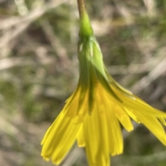 Microseris walteri at Sutton, NSW - 2 Oct 2022