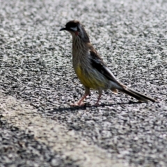 Anthochaera carunculata (Red Wattlebird) at West Wodonga, VIC - 1 Oct 2022 by KylieWaldon