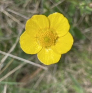 Ranunculus lappaceus at Sutton, NSW - 2 Oct 2022