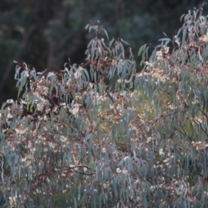 Eucalyptus melliodora at West Wodonga, VIC - 1 Oct 2022 01:51 PM