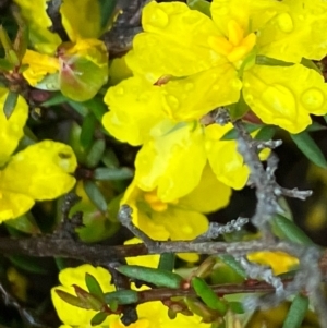 Hibbertia exutiacies at suppressed - suppressed