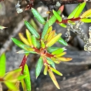 Hibbertia exutiacies at suppressed - suppressed