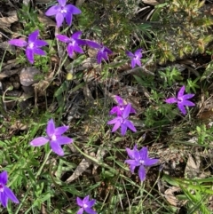 Glossodia major (TBC) at suppressed - 28 Sep 2022 by KL