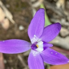 Glossodia major at Dalyenong, VIC - 28 Sep 2022