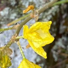 Bulbine bulbosa (Golden Lily) at Suttons Dam - 26 Sep 2022 by KL