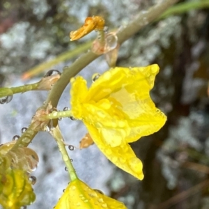 Bulbine bulbosa at Fentons Creek, VIC - suppressed