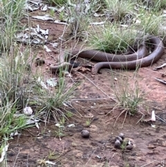 Pseudonaja textilis at Suttons Dam - 27 Sep 2022 by KL