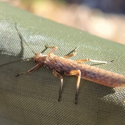 Plecoptera sp. (order) (Unidentified Stone fly) at Mount Clear, ACT - 25 Sep 2022 by NathanaelC