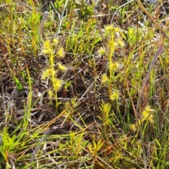 Drosera (genus) (A Sundew) at Jerrabomberra, ACT - 2 Oct 2022 by Mike