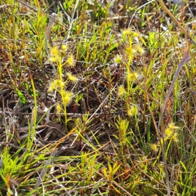 Drosera (genus) (A Sundew) at Jerrabomberra, ACT - 2 Oct 2022 by Mike