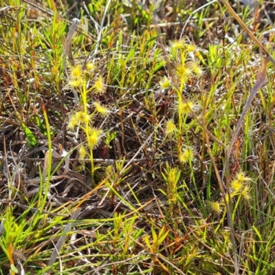 Drosera sp. (A Sundew) at Jerrabomberra, ACT - 2 Oct 2022 by Mike