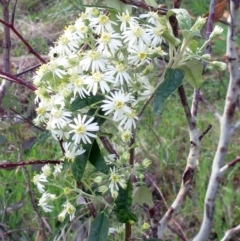 Olearia lirata (Snowy Daisybush) at Hawker, ACT - 2 Oct 2022 by sangio7