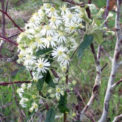 Olearia lirata (Snowy Daisybush) at The Pinnacle - 2 Oct 2022 by sangio7