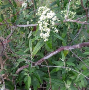 Olearia lirata at Hawker, ACT - 2 Oct 2022 03:15 PM