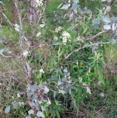 Olearia lirata at Hawker, ACT - 2 Oct 2022 03:15 PM