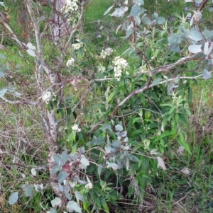 Olearia lirata at Hawker, ACT - 2 Oct 2022